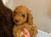 Gorgeous Cavapoo puppies
