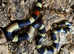 Oreo Pueblan Milk Snakes at Birmingham Reptiles