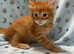 GCCF registered Maine coon kittens