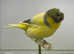 Norwich canaries