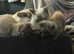Ragdoll kittens 2 male and 2 female