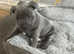 Staffordshire bull terrier puppies