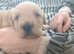 Stunning female Labradoodle puppy only one in litter