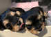 Two beautiful yorkie puppies