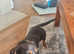 Male dachshund