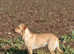 KC registered labrador puppies READY NOW