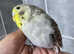 Budgie
