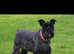 Miniature schnauzer pup