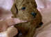 Pick ur red toy poodle up today !!