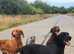 Hungarian vizsla x german pointer pups