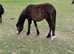 Registered New Forest  yearling , 2 and 3 year old Geldings & Filly