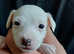 Jack russell parson russell
