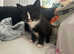 5 kittens nearly ready to go
