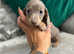 Miniature Dachshund Puppies Ready to Leave