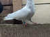 High flyer rollers pigeon