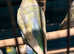 Joblot of budgies