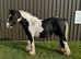 Amazing and beautiful cob mare