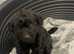 Last little boy left Jackapoo puppy