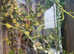 Veiled chameleon With full set up