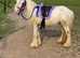 ***Super Safe Children's Pony For Sale***