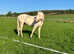 14.2hh PBA Cremello Stallion