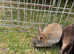 Four lovely mini rex babies