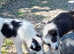 Two Beardie collie dog pups for sale