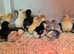 Bantam Chicks