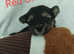 Beautiful Morkie Puppies * 3 Left *
