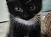 1 year old cat