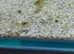 Cherry shrimps random mix