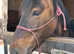 Highland Pony- Yellow Dun