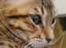 Stunning F5 Savannah kittens