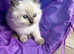 Pedigree Pure breed Fluffy Ragdol Kitten