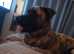 Beautiful huskita puppy for sale