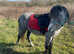 Lovely, Easy, All Up to Date 4 Year Old, 10.2hh Welsh Lead Rein/Therapy Project Mare, Companion Pony or Family Pet.