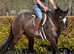 15.3 Mare TB safe sane sound fab all rounder