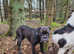 Old English, bulldog puppies two beautiful girls left