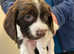 Cocker spaniel pups for sale