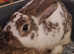 6 month old buck rabbit