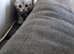 Gorgeous Scottish Fold Kittens