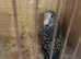here i have some beautiful budgies for sale