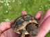 2022 Hermann Tortoise hatching's for sale