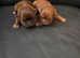 Karashishi puppies