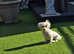 Maltese puppies