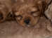 READY TO GO*****beautiful cavalier King Charles spaniels