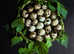 Quail hatching eggs (various breeds) x 12/24