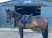 Irish Sport Horse