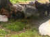 Pekin bantam chicken growers for sale