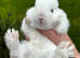2 x netherland dwarf rabbits for sale